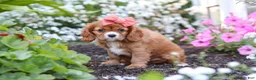 Cavalier King Charles Spaniel dogs for sale: Minnie - Ad 4