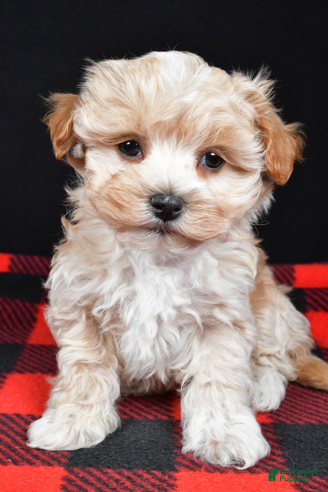 Maltipoo dogs for sale: Franklin - Ad 10