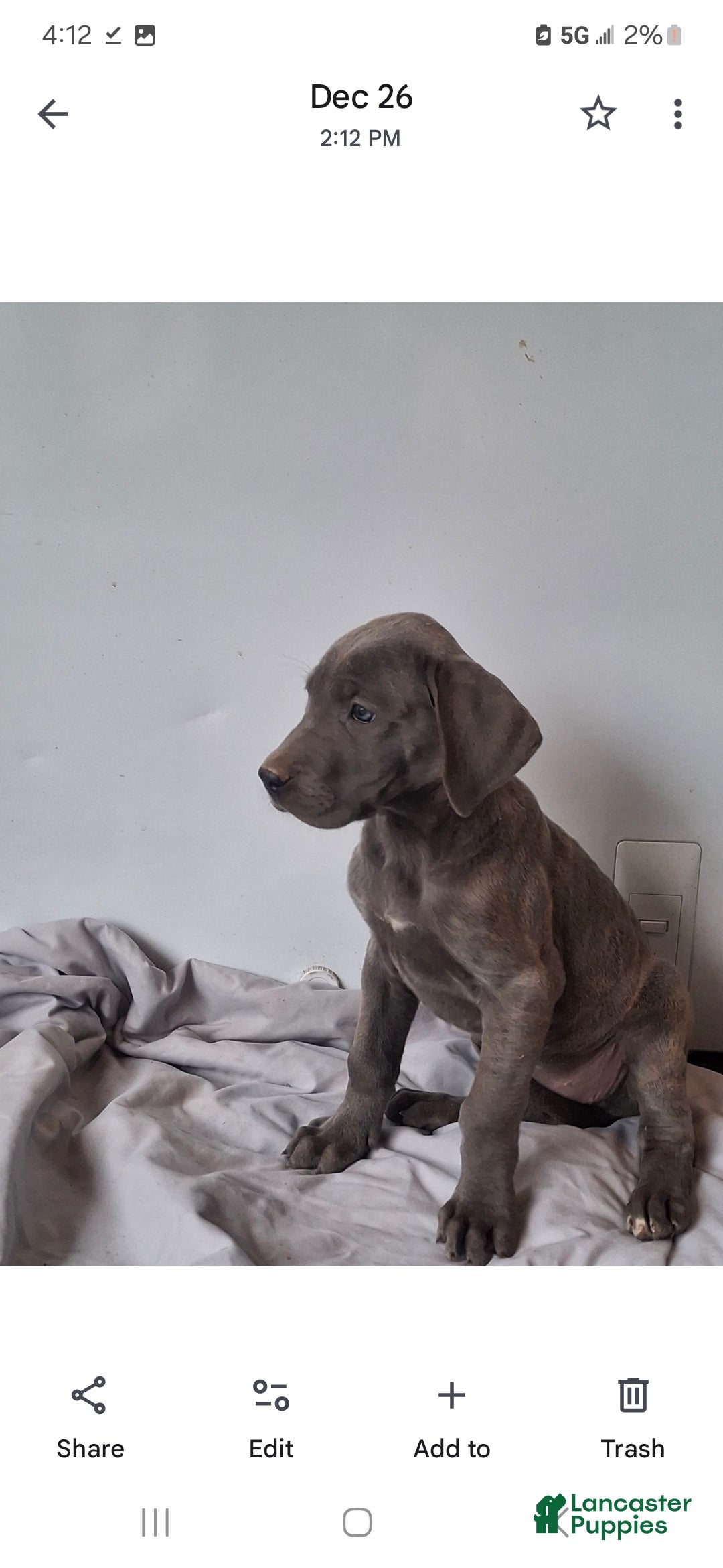 Great Dane dogs for sale: Duke - Ad 5