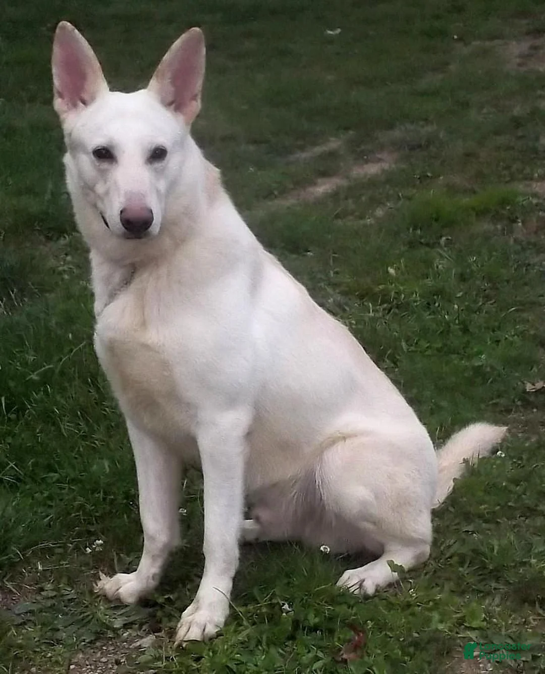 German Shepherd dogs for sale: Sugar - Ad 5