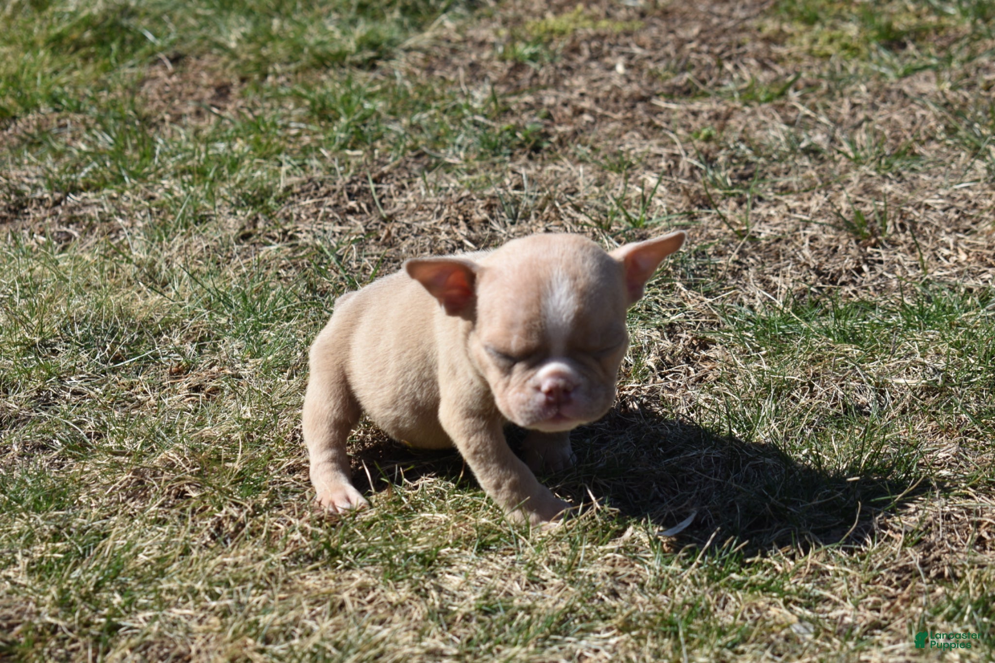 American Bully dogs American Bully Puppy 2 - Ad 1