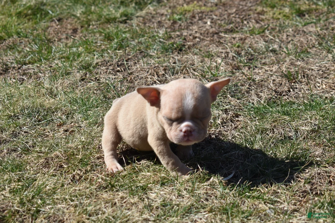 American Bully dogs for sale: American Bully Puppy 2 - Ad 1