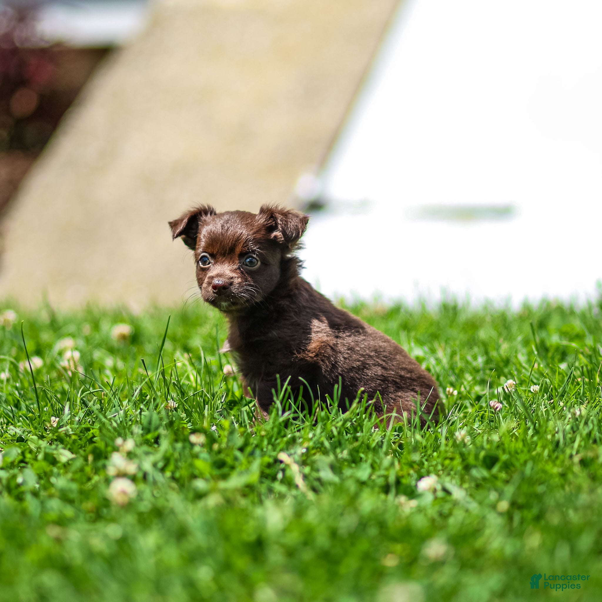 Chihuahua dogs Jolene Chihuahua Puppy  - Ad 2