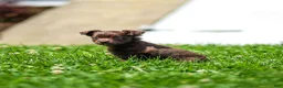 Chihuahua dogs for sale: Jolene Chihuahua Puppy  - Ad 2