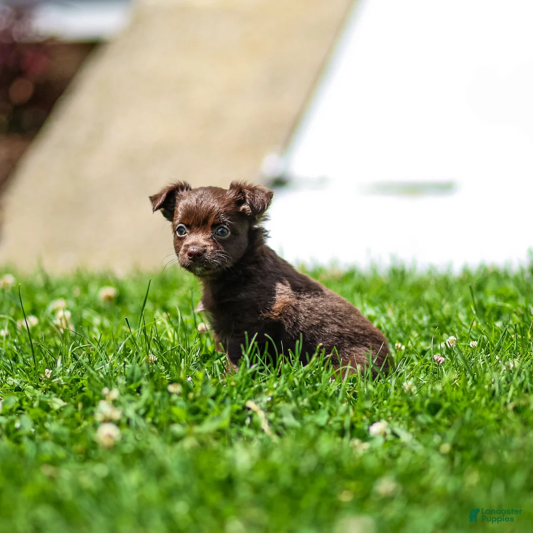 Chihuahua dogs for sale: Jolene Chihuahua Puppy  - Ad 2