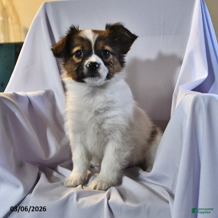 Papillon dogs Swallowtail - Ad 1