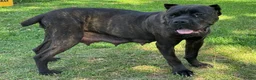 Cane Corso dogs for sale: Cane Corso 5 - Ad 2