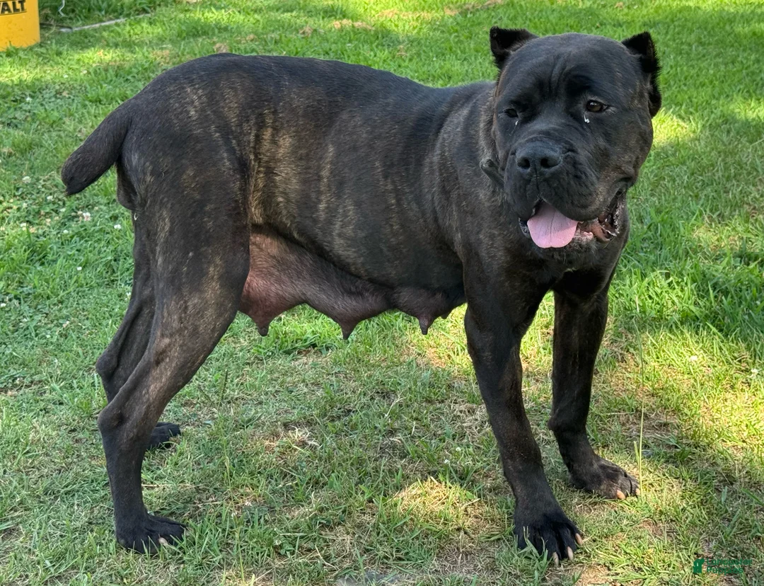 Cane Corso dogs for sale: Cane Corso 5 - Ad 2