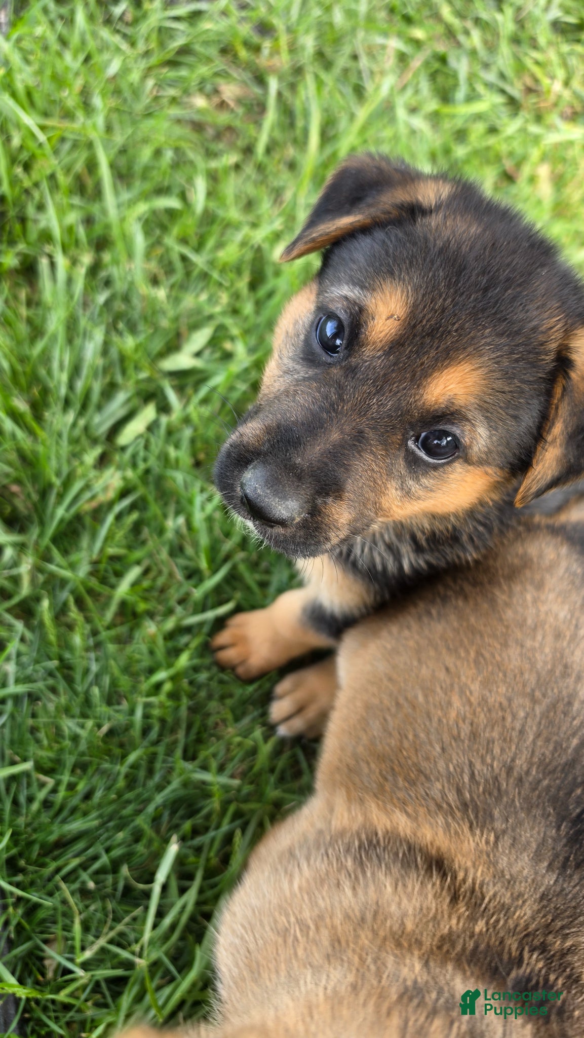 German Shepherd dogs for sale: German Shepherd Puppy 2 - Ad 2