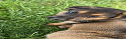 German Shepherd dogs for sale: German Shepherd Puppy 2 - Ad 1