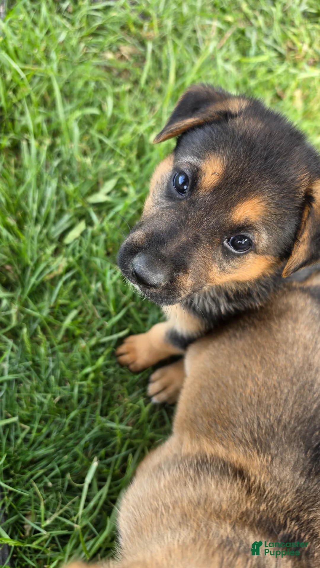 German Shepherd dogs for sale: German Shepherd Puppy 2 - Ad 1