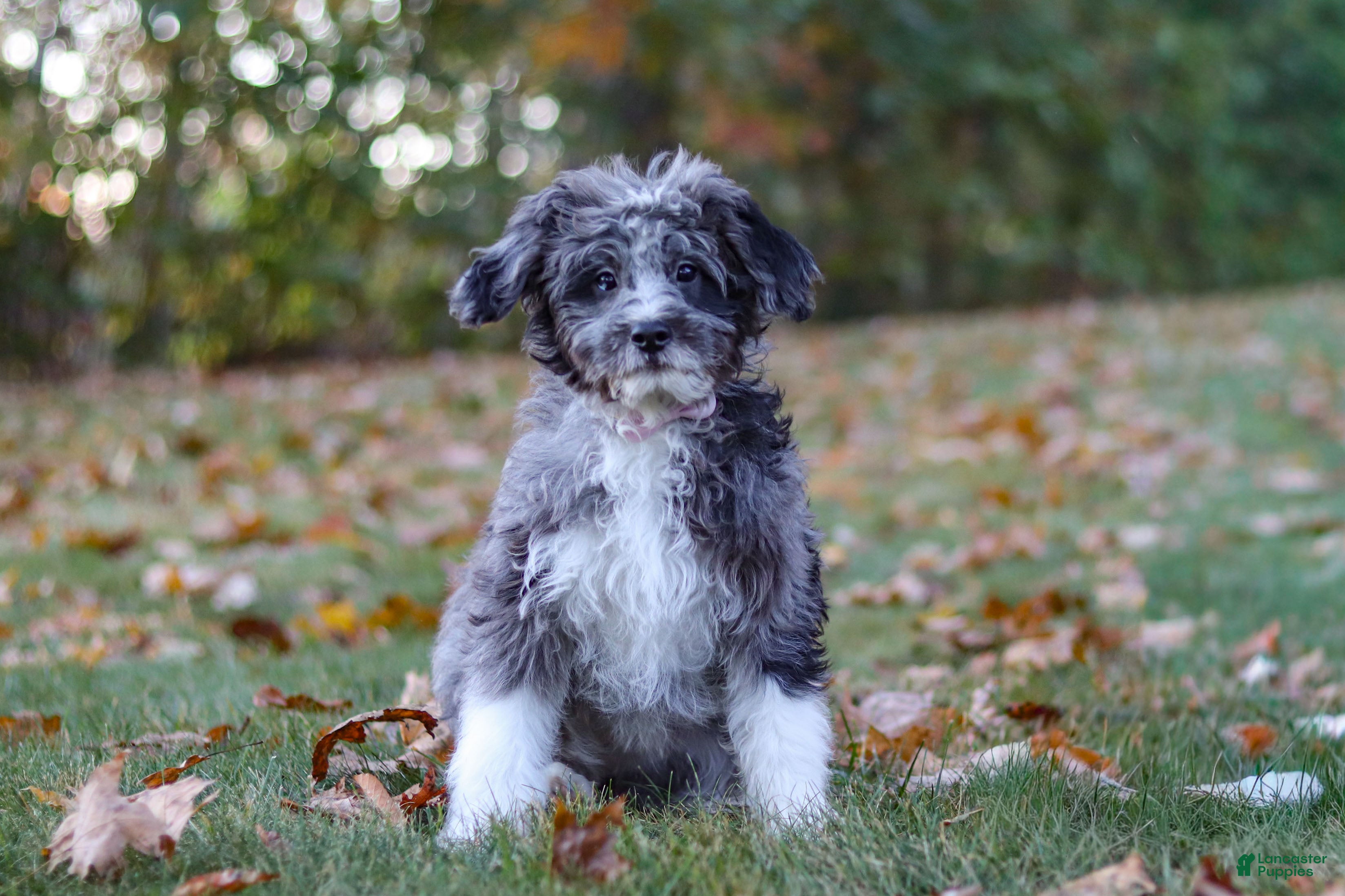 Bernedoodle dogs Willow - Ad 1