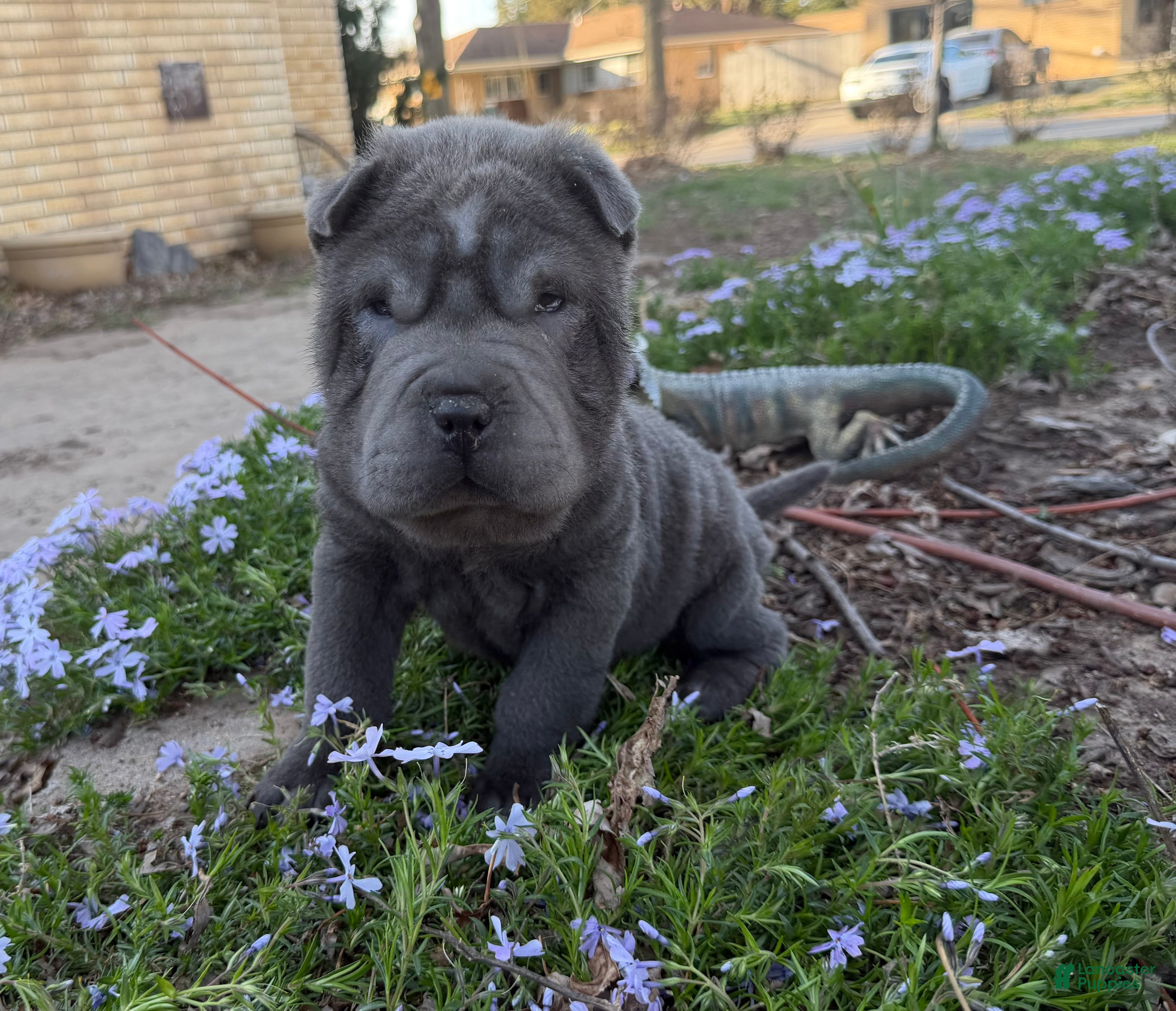 Shar Pei dogs Mickey - Ad 2
