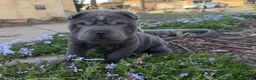 Shar Pei dogs for sale: Mickey - Ad 2