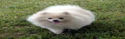 Pomeranian dogs for sale: Nugget - Ad 11