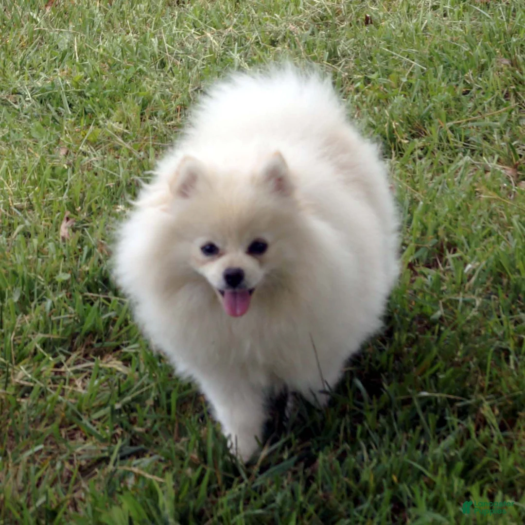 Pomeranian dogs for sale: Nugget - Ad 11