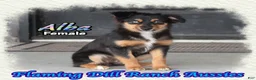 Miniature Australian Shepherd dogs for sale: Alba - Ad 3