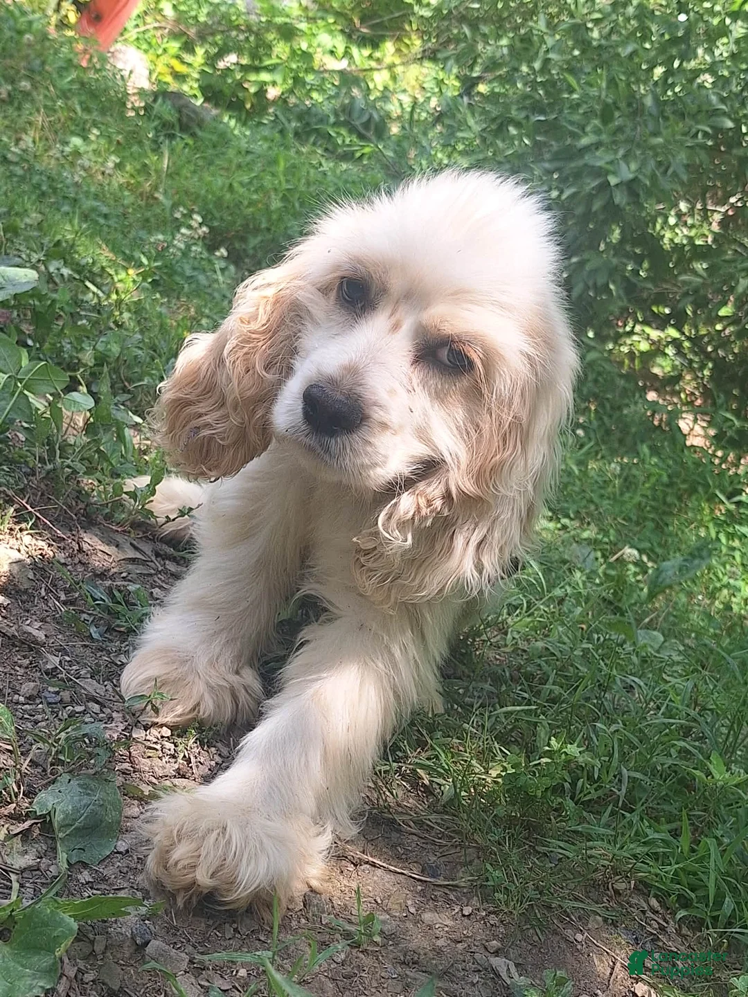 Cocker Spaniel dogs for sale: Biscuit  - Ad 2