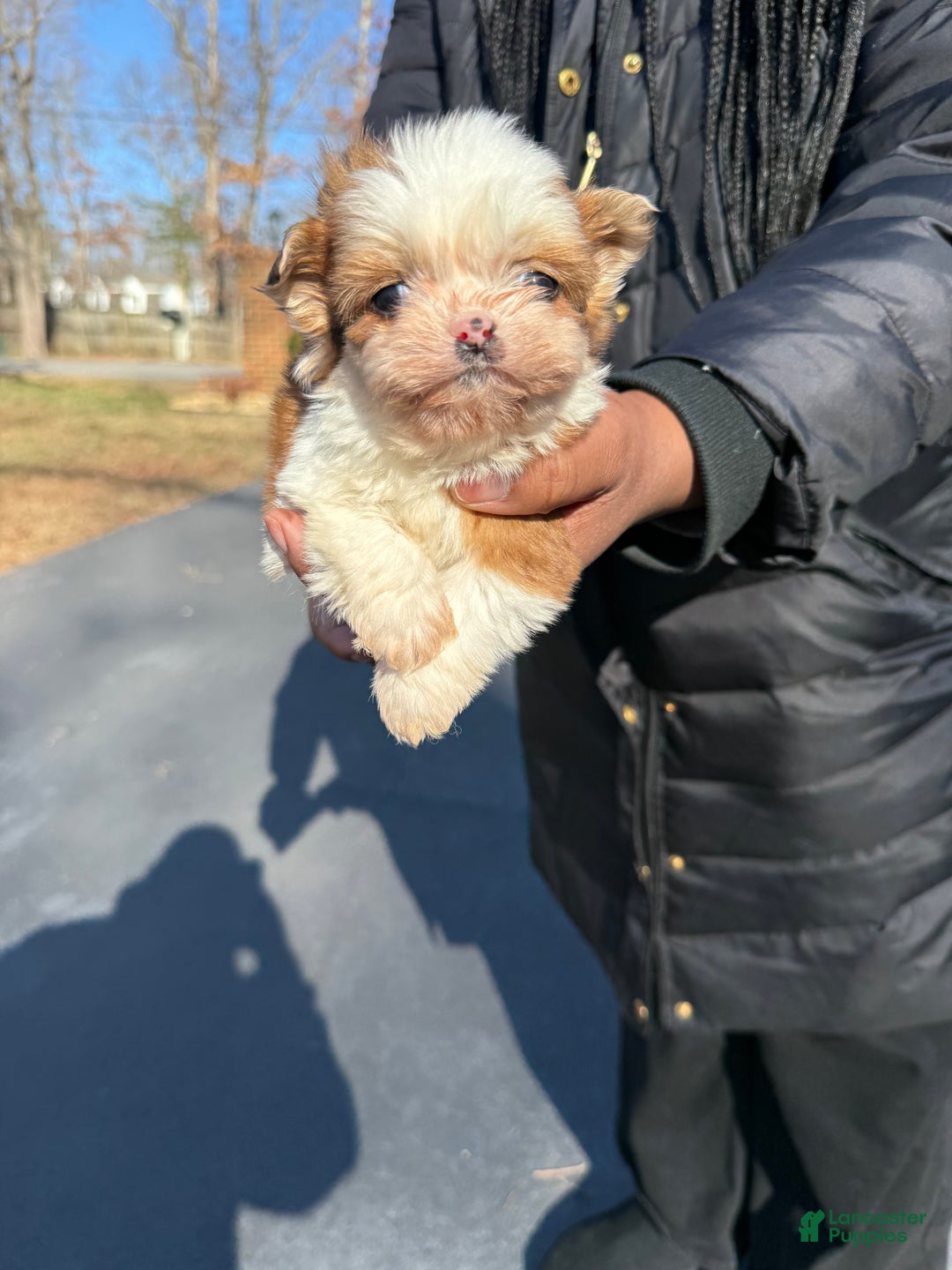Shihpoo dogs for sale: Shihpoo Puppy 2 - Ad 4