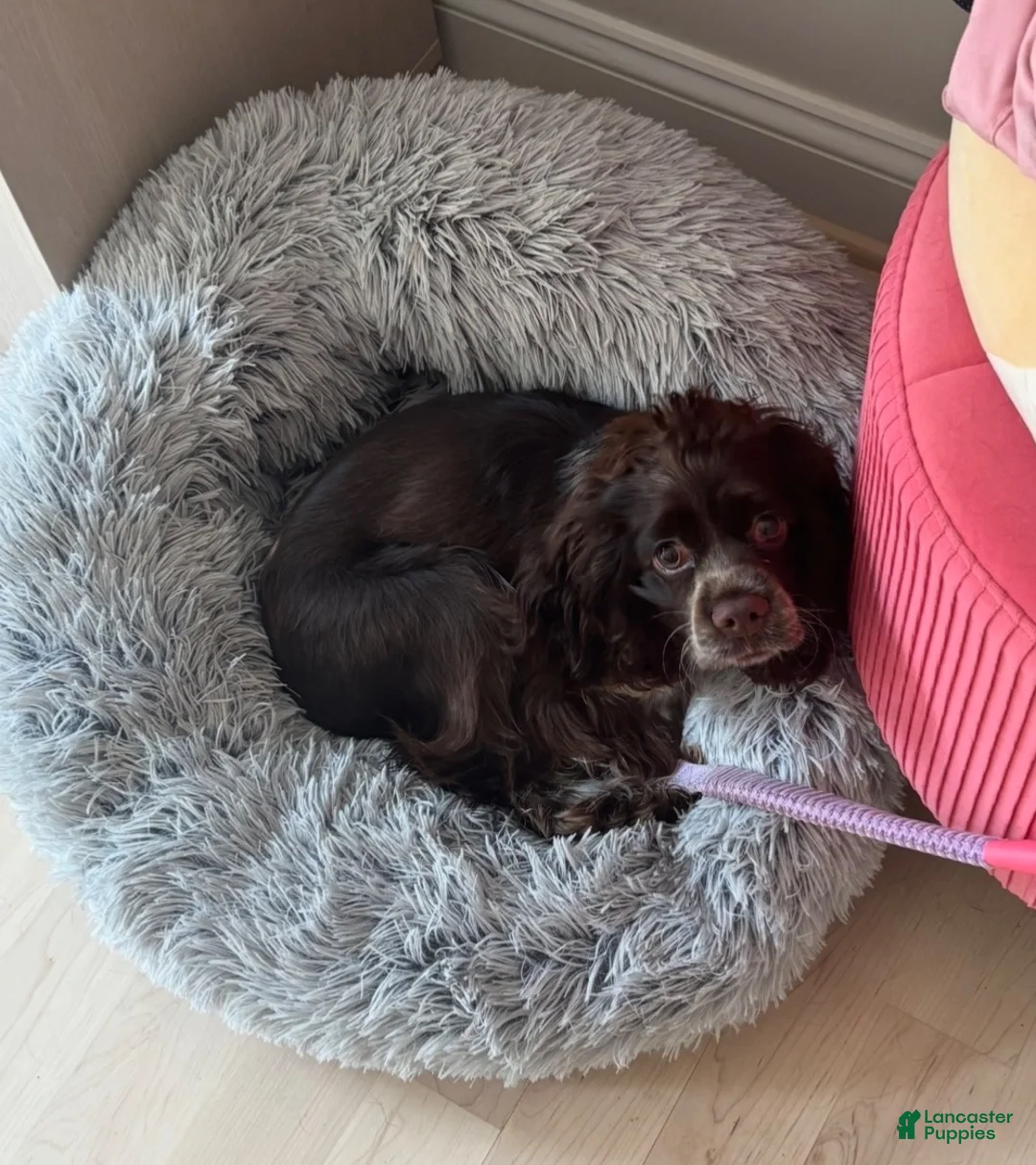 English Cocker Spaniel dogs for sale: English Cocker Spaniel Puppy - Coco 🐾 - Ad 1
