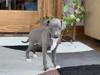 Italian Greyhound dogs Kk - Ad 9