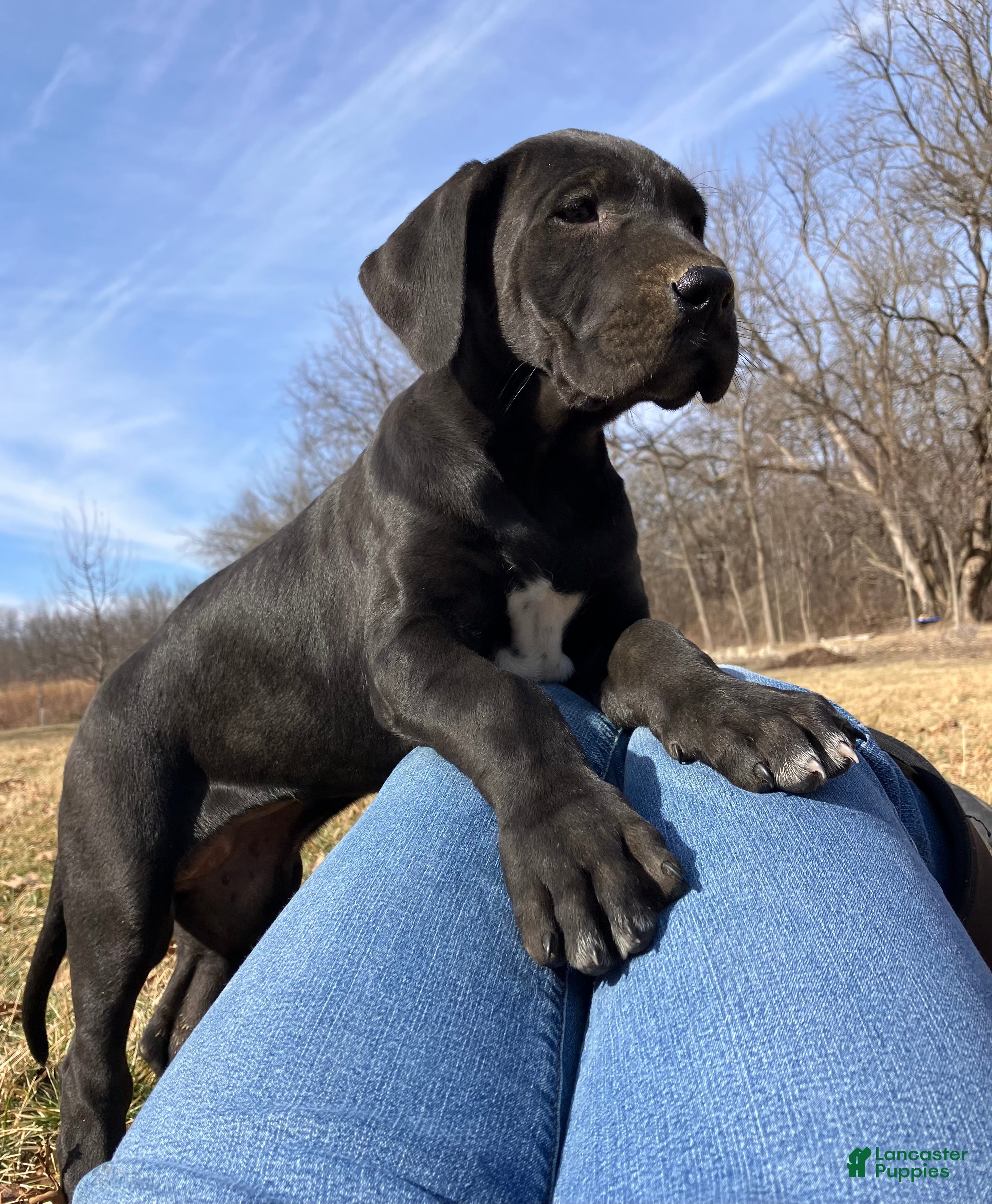 Great Dane dogs Lily - Ad 15