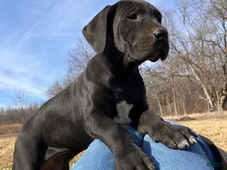 Great Dane dogs Lily - Ad 15