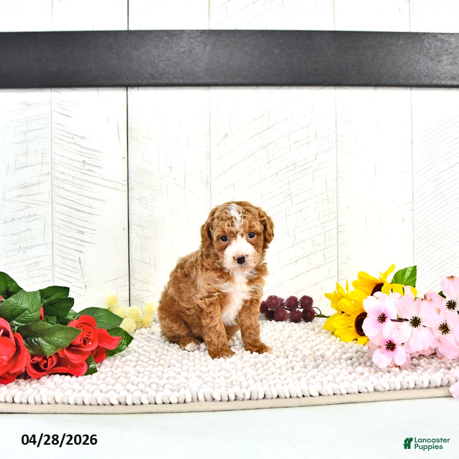 Miniature Poodle dogs Randall - Ad 2