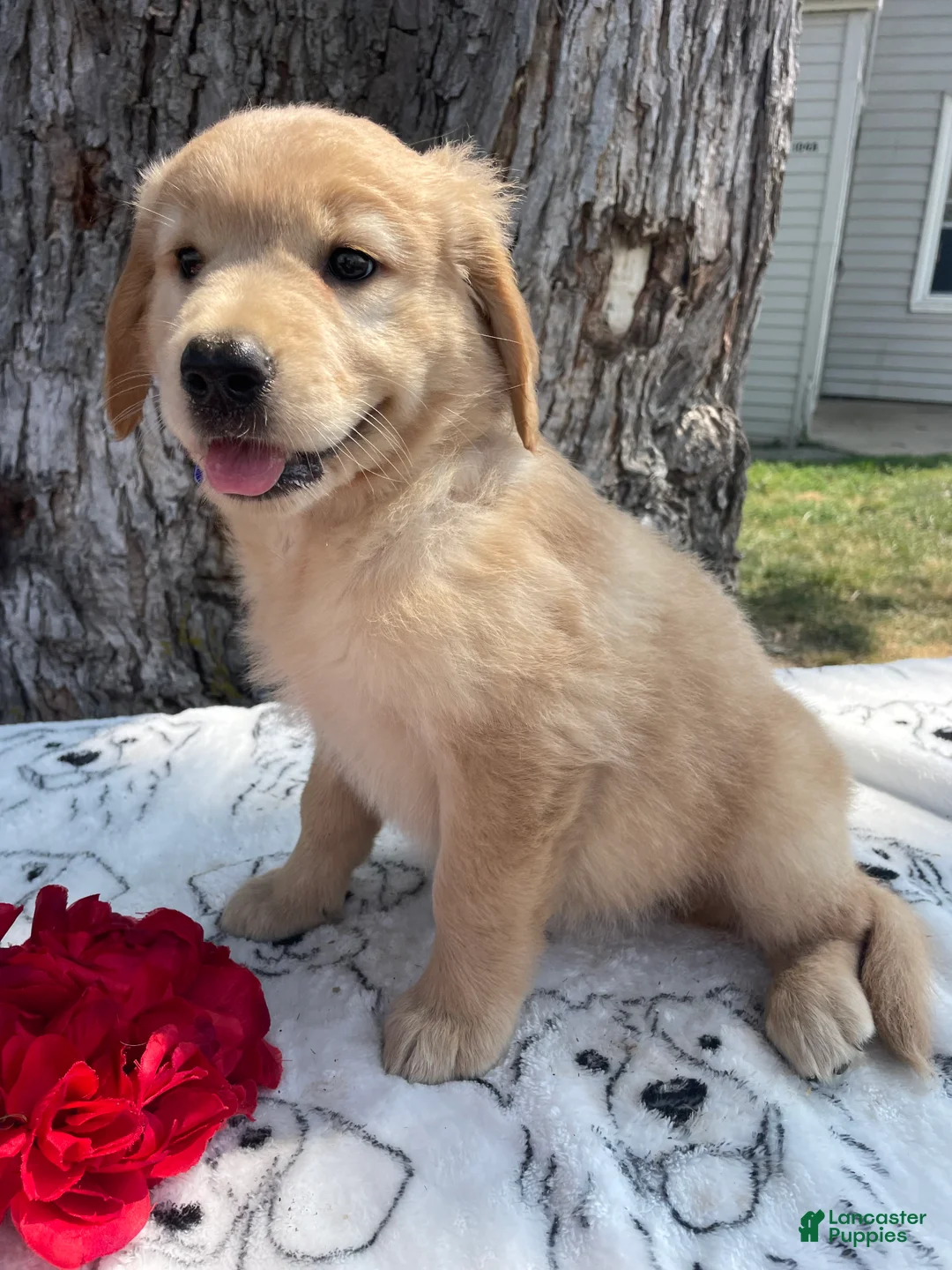Mixed Breed dogs for sale: Molly - Ad 2