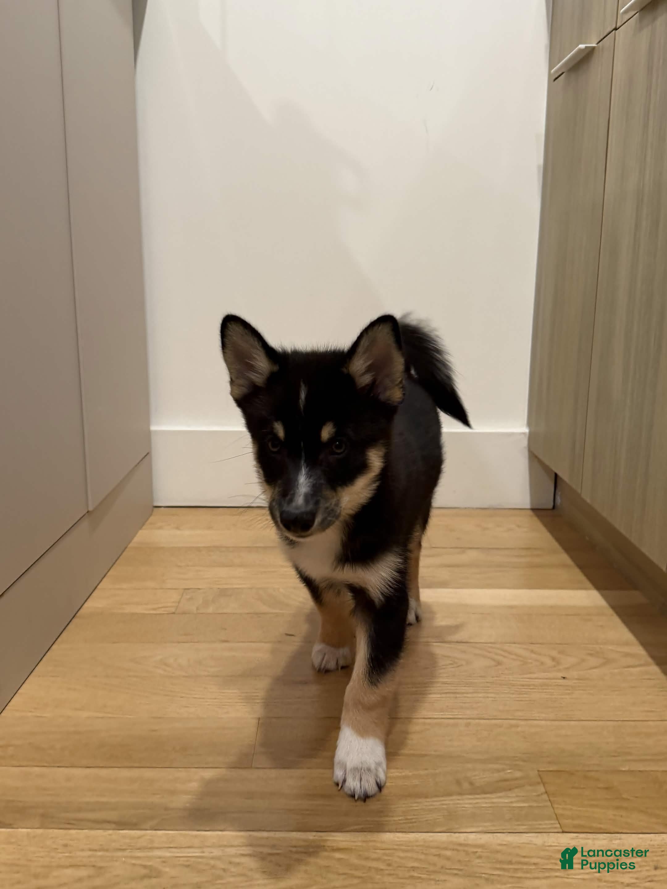 Pomsky dogs for sale: Troy - Ad 1