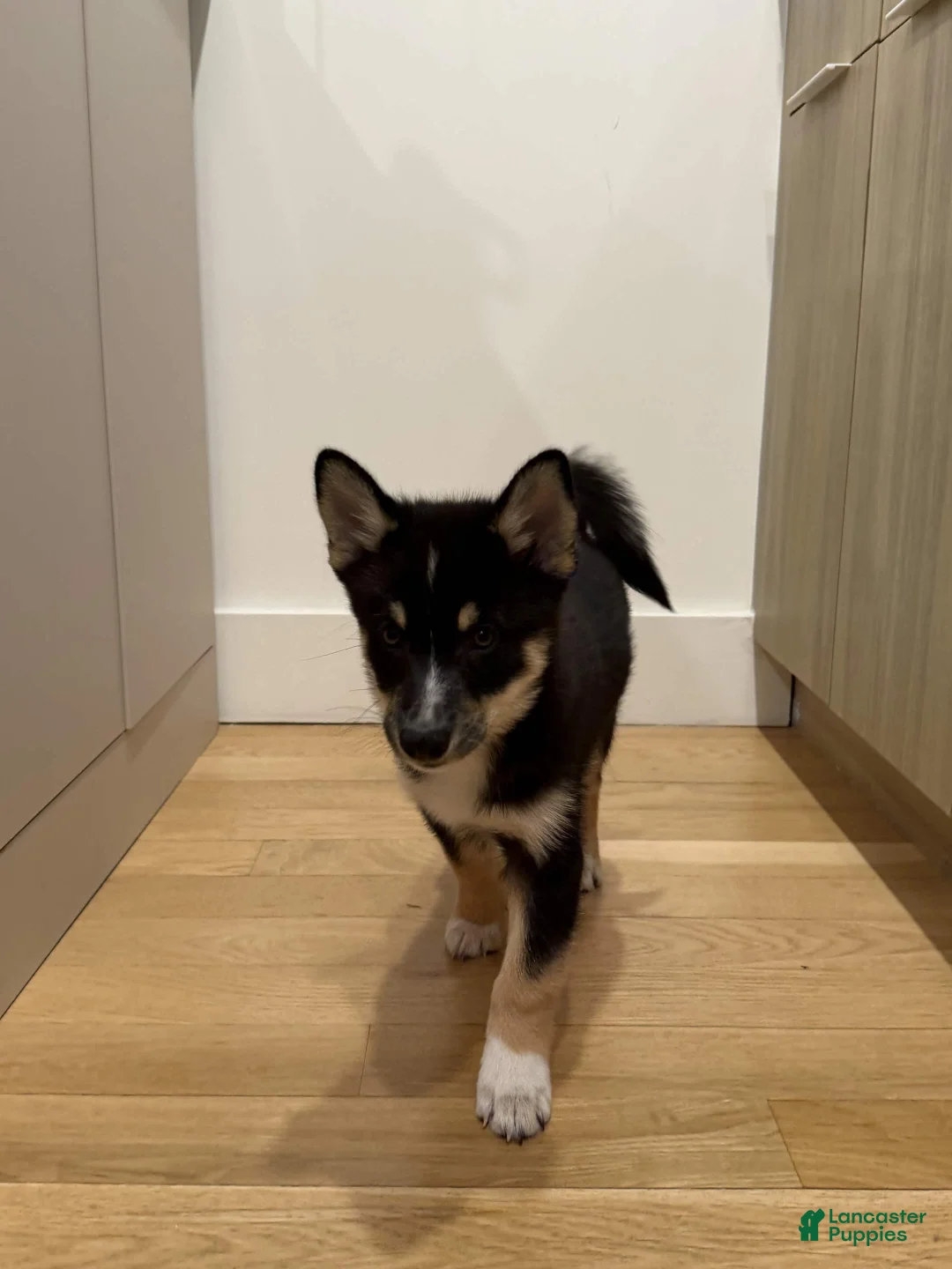 Pomsky dogs for sale: Troy - Ad 1