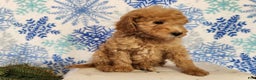Mini Goldendoodle dogs for sale: Indy - Ad 2