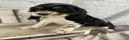 Cocker Spaniel dogs for sale: Pippa - Ad 8