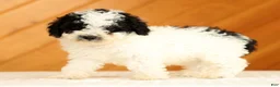 Toy Poodle dogs for sale: Doodle - Ad 9