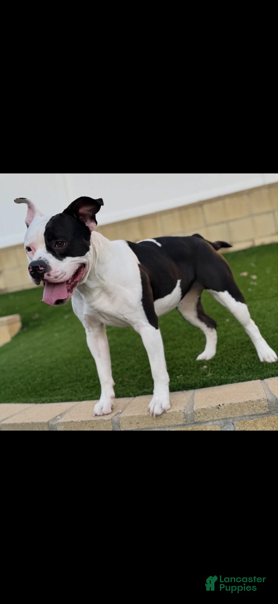 Mixed Breed dogs for sale: Mixed Breed 6 - Ad 2