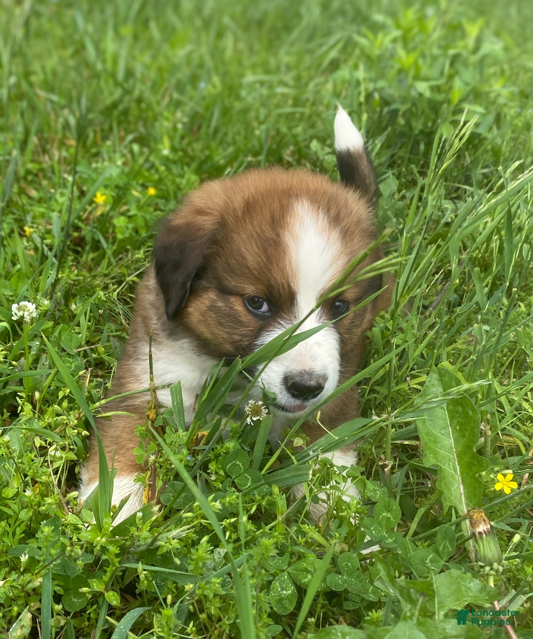 Mixed Breed dogs for sale: ♥️SWEET RIVER♥️ - Ad 2