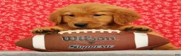 Golden Retriever dogs for sale: Ziva - Ad 3