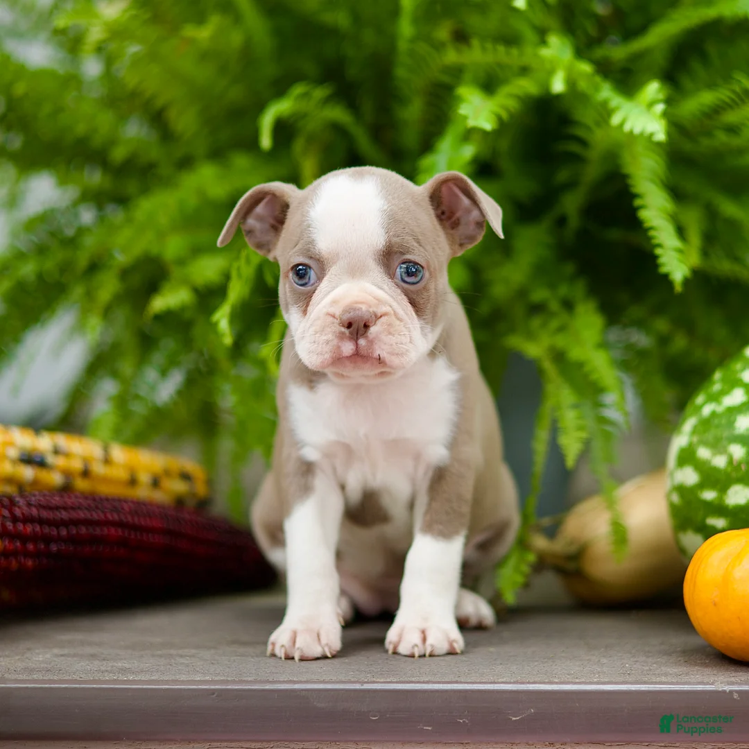 Boston Terrier dogs for sale: Rita - Ad 1