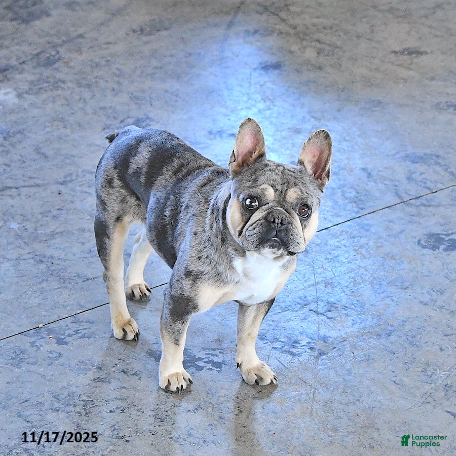 French Bulldog dogs Bella   - Ad 33