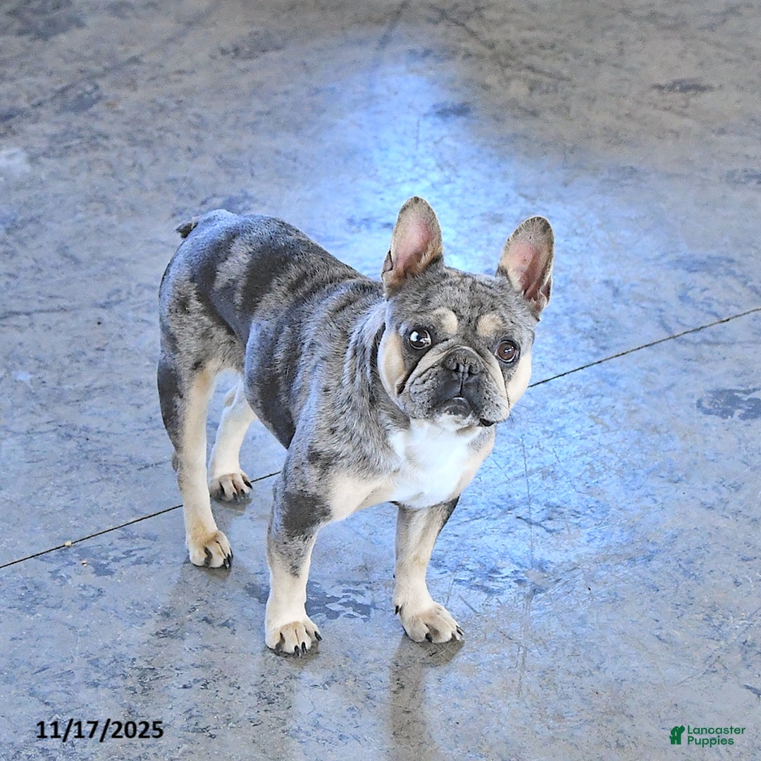 French Bulldog dogs for sale: Bella   - Ad 1