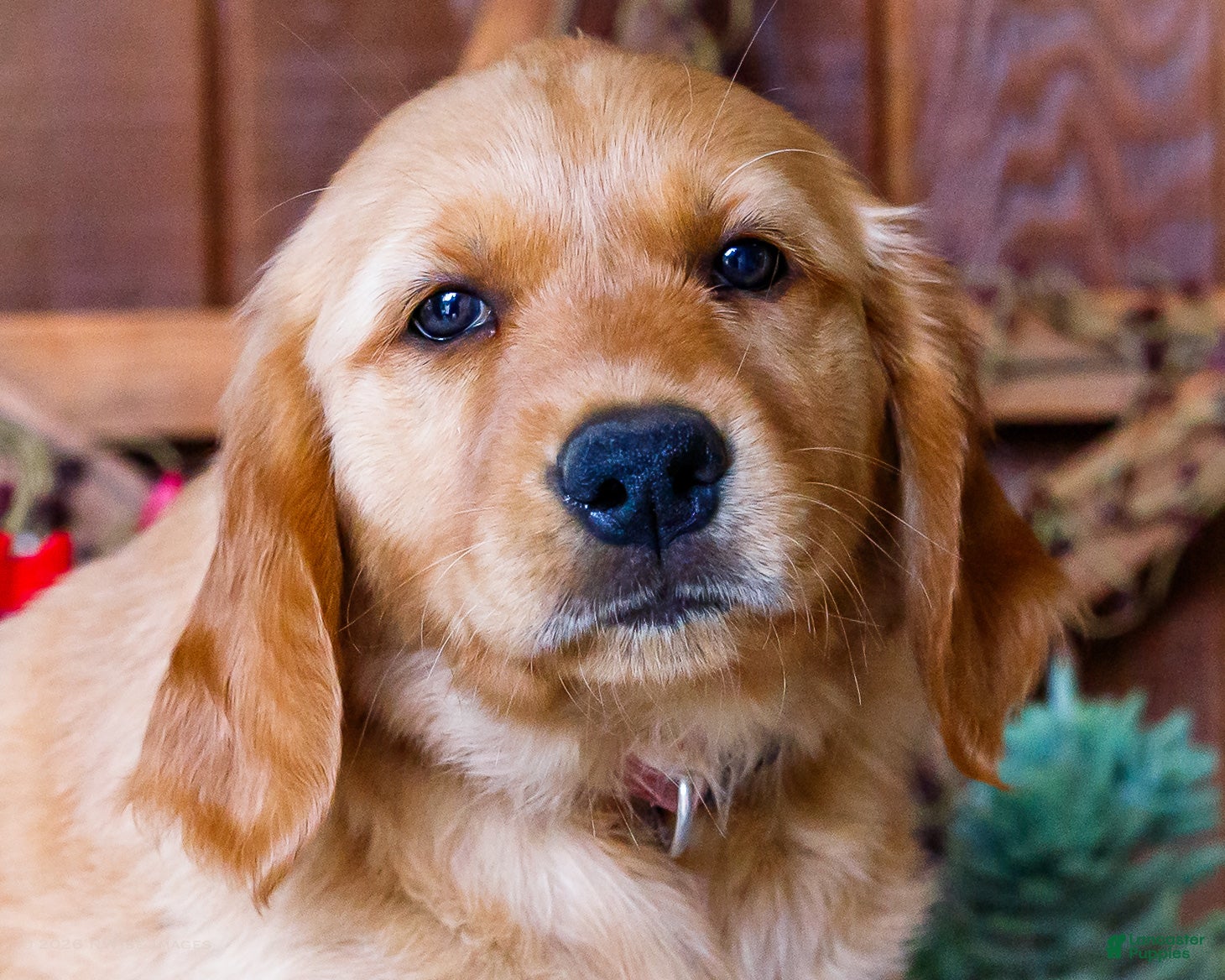 Golden Retriever dogs Dahlia - Ad 2