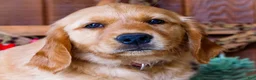 Golden Retriever dogs for sale: Dahlia - Ad 2