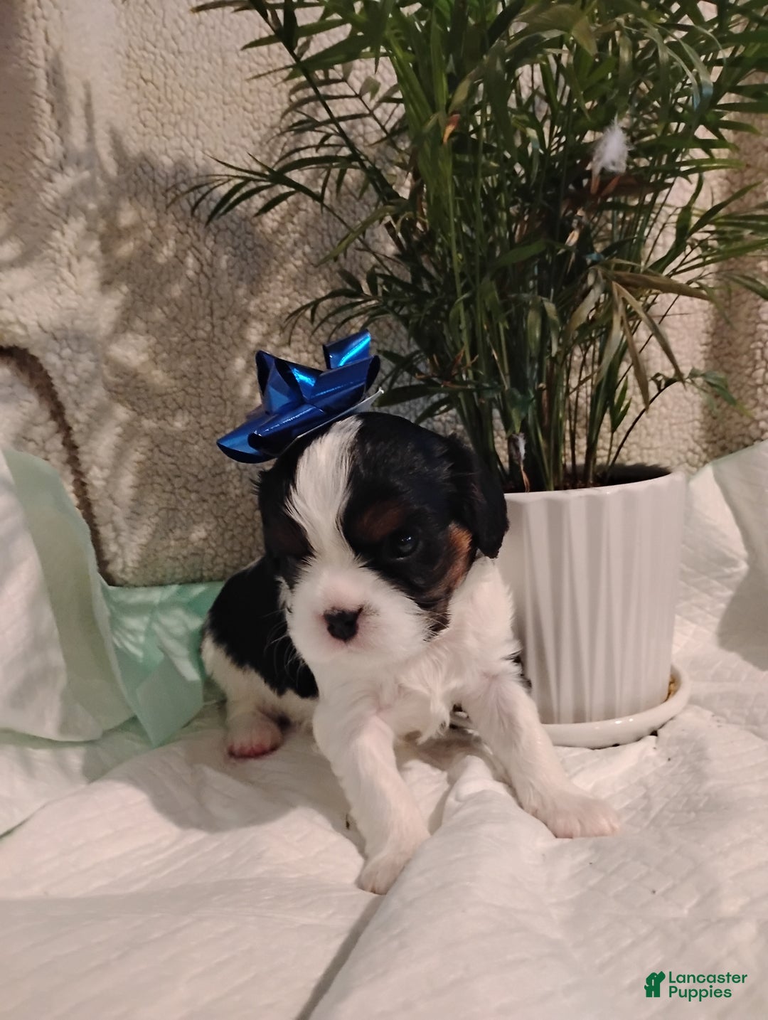 Cavalier King Charles Spaniel dogs for sale: Rodney -Cavalier King Charles Spaniel,     - Ad 2