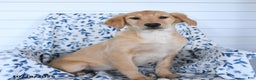 Golden Retriever dogs for sale: Paris - Ad 1