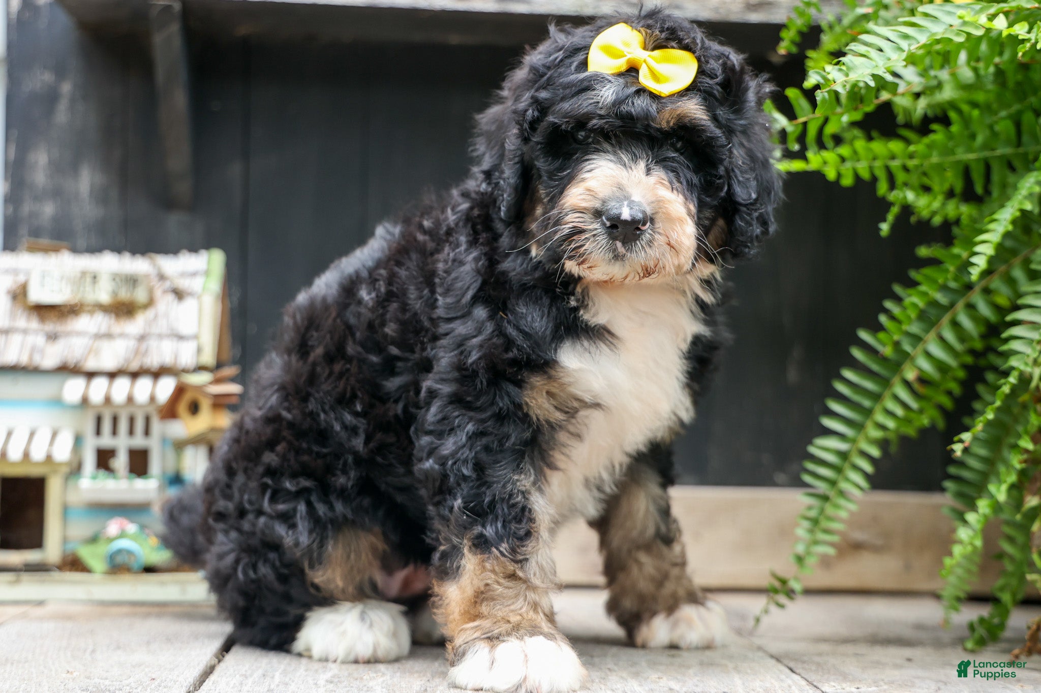 Bernedoodle dogs Dolly🎀  - Ad 1