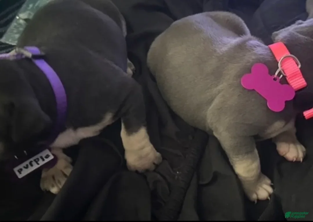 Gallery Image {{count}}