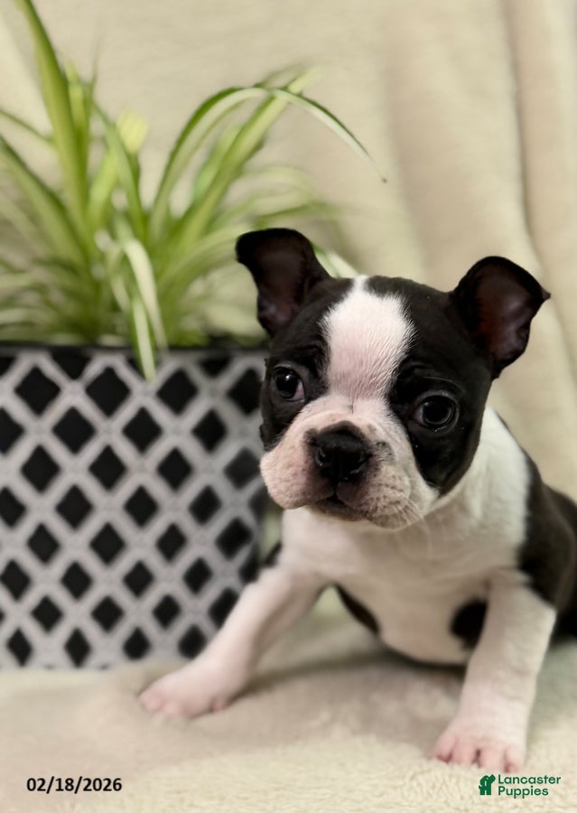 Boston Terrier dogs Midnight - Ad 1