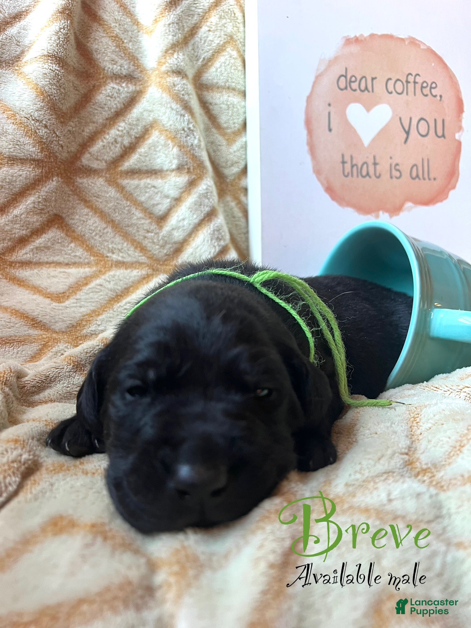 Labrador Retriever dogs Breve - Ad 15