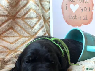 Labrador Retriever dogs Breve - Ad 15