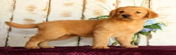 Golden Retriever dogs for sale: Shannon - Ad 5